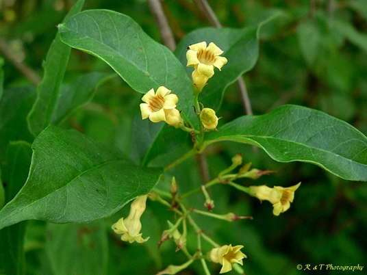 {Thyrsanthella difformis}